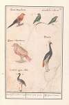 Blad met zes vogels Verscheijde soorten van vogels Avium variae species diff. especes d’oiseau