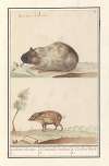 Cavia (Cavia porcellus) en varken 1. Indiaensche ratte. 2. 1. Cuniculus indicus 2. 1. Cochon d’inde 2.