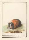 Cavia (Cavia) Oostindische Ratte. Cuniculus indicus Cochon d’inde