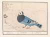 Duif (Columbidae)