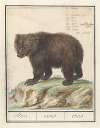 Europese bruine beer (Ursus arctos arctos) Beir. ursus. Ours.