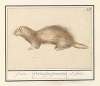 Fret (Mustela putorius furo) forret. Viverra. furo. furunculus. Le firet.