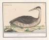 Fuut (Podiceps cristatus) Colijmbus minor