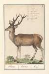 Hert (Cervidae) Hert. Cervus. Cerf.