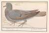 Houtduif (Columba palumbus)