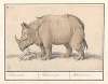 Indische neushoorn (Rhinoceros unicornis) Rhinocerus. Rhinoceros. Rhinocéros..