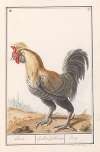 Kip (Gallus gallus domesticus)