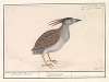 Kwak (Nycticorax nycticorax).