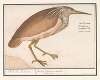 Kwak (Nycticorax nycticorax)