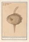 Maanvis (Mola mola) Maene Visch. orthragoriscus Luna. Mole Molebout