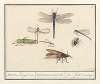 Natuurhistorische ensemble (nr. 2) 2. Blad van mengelmoes Miscelaniorum tabula 2. 2. feuille de melange