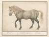 Paard (Equus ferus caballus) Hengst. Caballus Equus. Cheval.