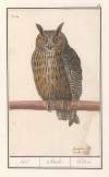 Ransuil (Asio otus) uijl. Bubo. hibou