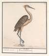 Reiger (Ardea)