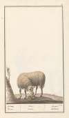 Schaap (Ovis aries) schaep. Ram. ovus. aries. brebis. bellier.