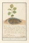 Slang met plantenstaart Zeld-saeme Slang. anguis Singularis. Serpent Extraordinaire