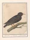 Spreeuw (Sturnus vulgaris)