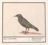 Spreeuw (Sturnus vulgaris)