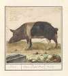 Varken (Sus scrofa domesticus) Beir. Verres. Porcus Mas. Verrat