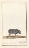 Varken (Sus scrofa domesticus) Zwart zwijn Porcus niger Cochon noir, (dit) de siam