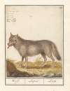 Wolf (Canis lupus) Wolf. Lupus. Loup.