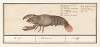 Zeekreeft (Homarus gammarus) Krefte. Astacus. écréviffe