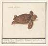 Zeeschildpad (Cheloniidae) Schild Padde. die op ‘t land wast. testudo Palustris. Tortue de terre