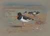 Oyster Catchers