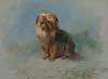 A Norfolk terrier