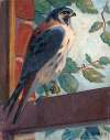 American Kestrel