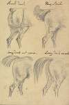 Four Sketches of Horse Tails