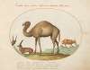 Camel, Ibex, and Goat