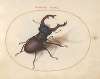 Plate 05; Stag Beetle