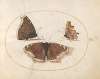 Plate 06; Two Views of a Mourning Cloak (Camberwell Beauty) Butterfly with a Comma Butterfly