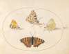 Plate 08; Orange Tip, Painted Lady, Southern Small White, and Small Tortoiseshell Butterflies