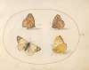 Plate 09; Meadow Brown, Gatekeeper, Clouded Yellow, and Bath White Butterflies