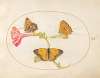 Plate 10; Brown Hairstreak, Silver-Washed Fritillary, and Clouded Yellow Butterflies on a Four-o’-Clock Flower