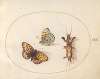 Plate 12; Two Views of a Silver-Bordered Fritillary and a Mole Cricket