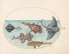 Plate 13; Two Stingrays, an Anglerfish, a Monkfish and an Angel Shark