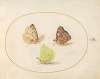 Plate 14; Common Brimstone, Painted Lady, and Clouded Yellow Butterflies