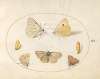 Plate 16; Black-Veined White, Clouded Yellow, Black Hairstreak, Geranium Argus, and Common Blue Butterflies with Two Chrysalides