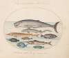 Plate 2; Sperm Whale, Sturgeon, Shark, and Other Fish