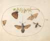 Plate 23; Hummingbird Hawk Moth, Butterflies, and Other Insects around a Snowberry Sprig