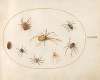 Plate 37; Seven Spiders and an Insect