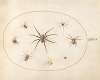 Plate 39; Eight Spiders