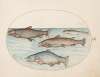 Plate 4; Four Salmon