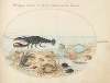 Plate 44; Lobster, Two Crabs, Scallop Shells, and Other Sea Life