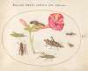 Plate 50; Grasshoppers, a Caterpillar, and a Scale Insect with a Four O’Clock Flower