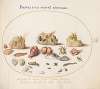 Plate 51; Murex Mollusks, Shells, Hermit Crabs, a Slug, Insects, and Other Sea Life