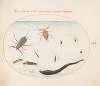 Plate 56; Water Scorpion, Water Measurer, Pond Skater, Red Water Mite, Leech, and Other Water Insects